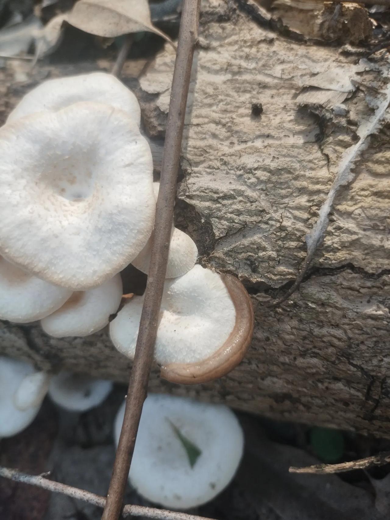 小动物