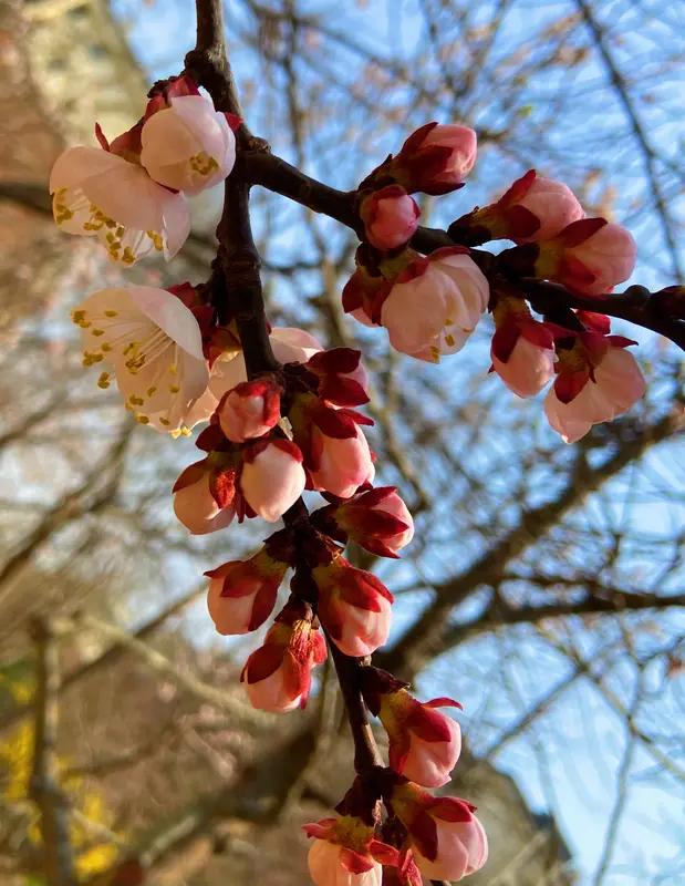 这首《七绝•红杏争春》韵味十足！“人闲品酒杏添香”，瞬间勾勒出一幅闲适悠然的画面