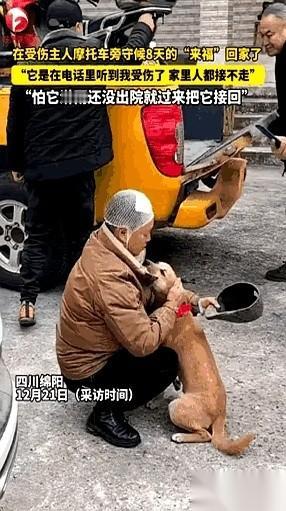 它就守着那辆破摩托，8天。
在它的小脑袋里，这是等主人回家的唯一办法，也是全部办