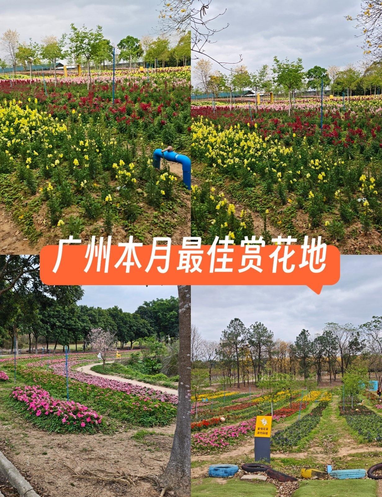 广州本月最漂亮的赏花公园
📍广州 天适樱花悠乐园
🌸 广州从化天适樱花园点评