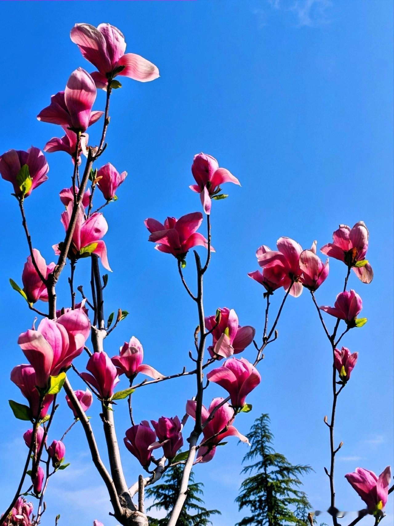 粉霞映碧空，花影舞春风。