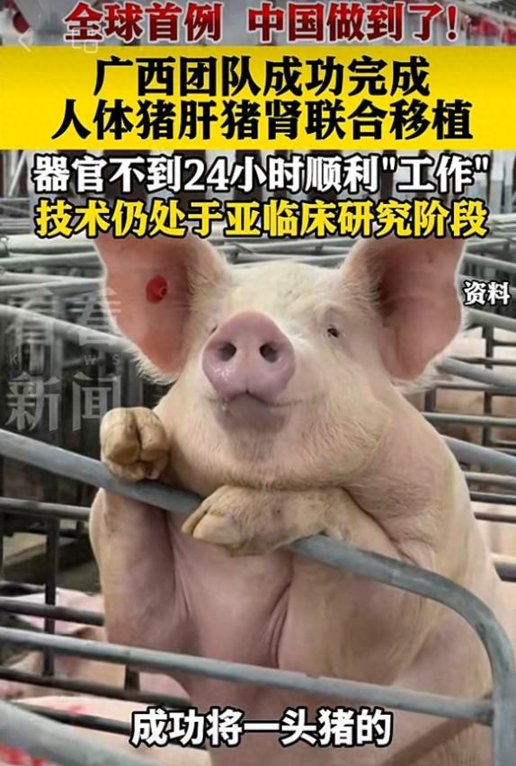 全球首例！广西医生团队用基因编辑猪器官，为一位脑死亡大哥同步移植一肝双肾。手术后
