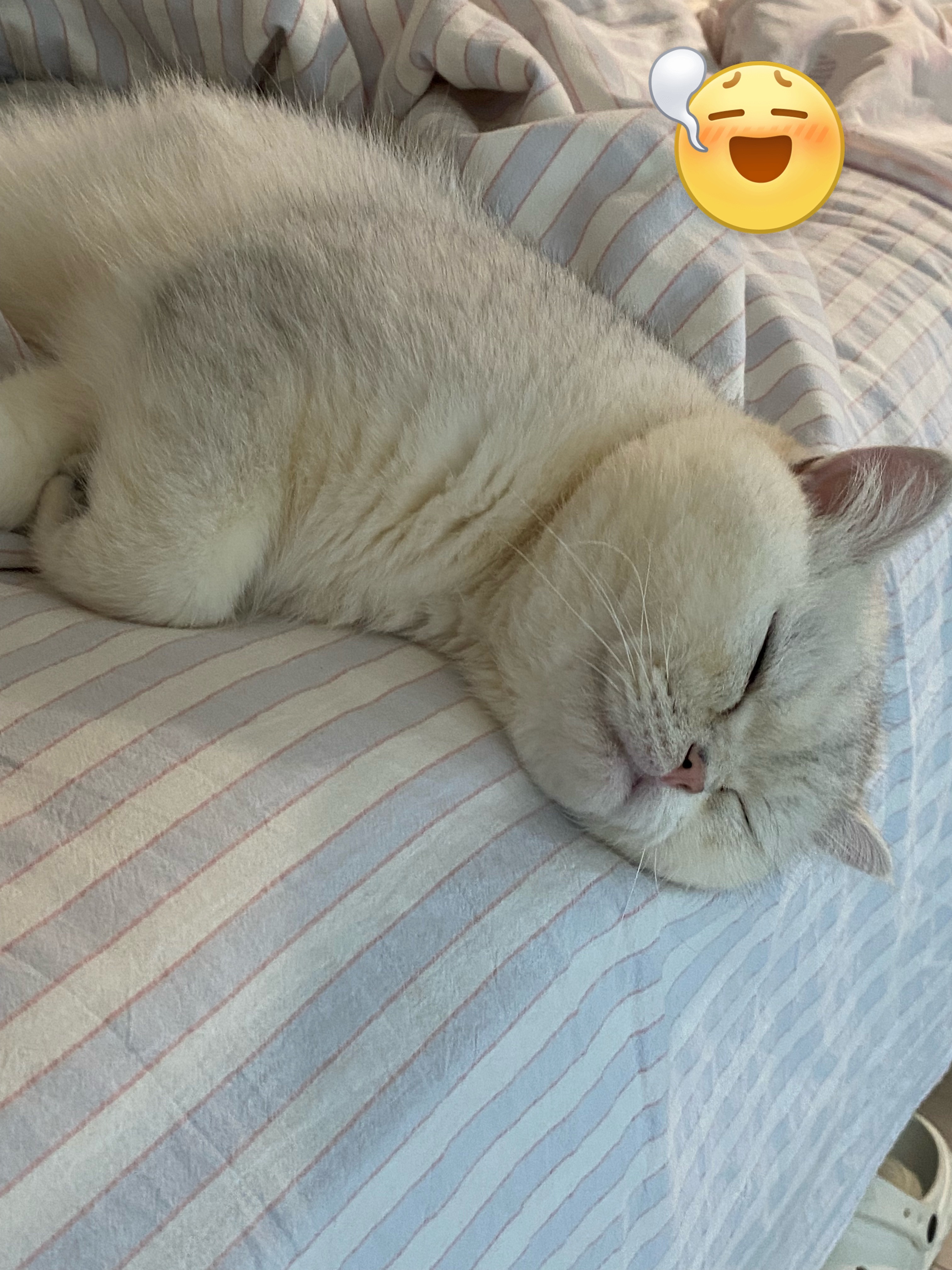 小猫的面相真的会随主人其实就是平时处的时间长了，会越来越像，跨越物种