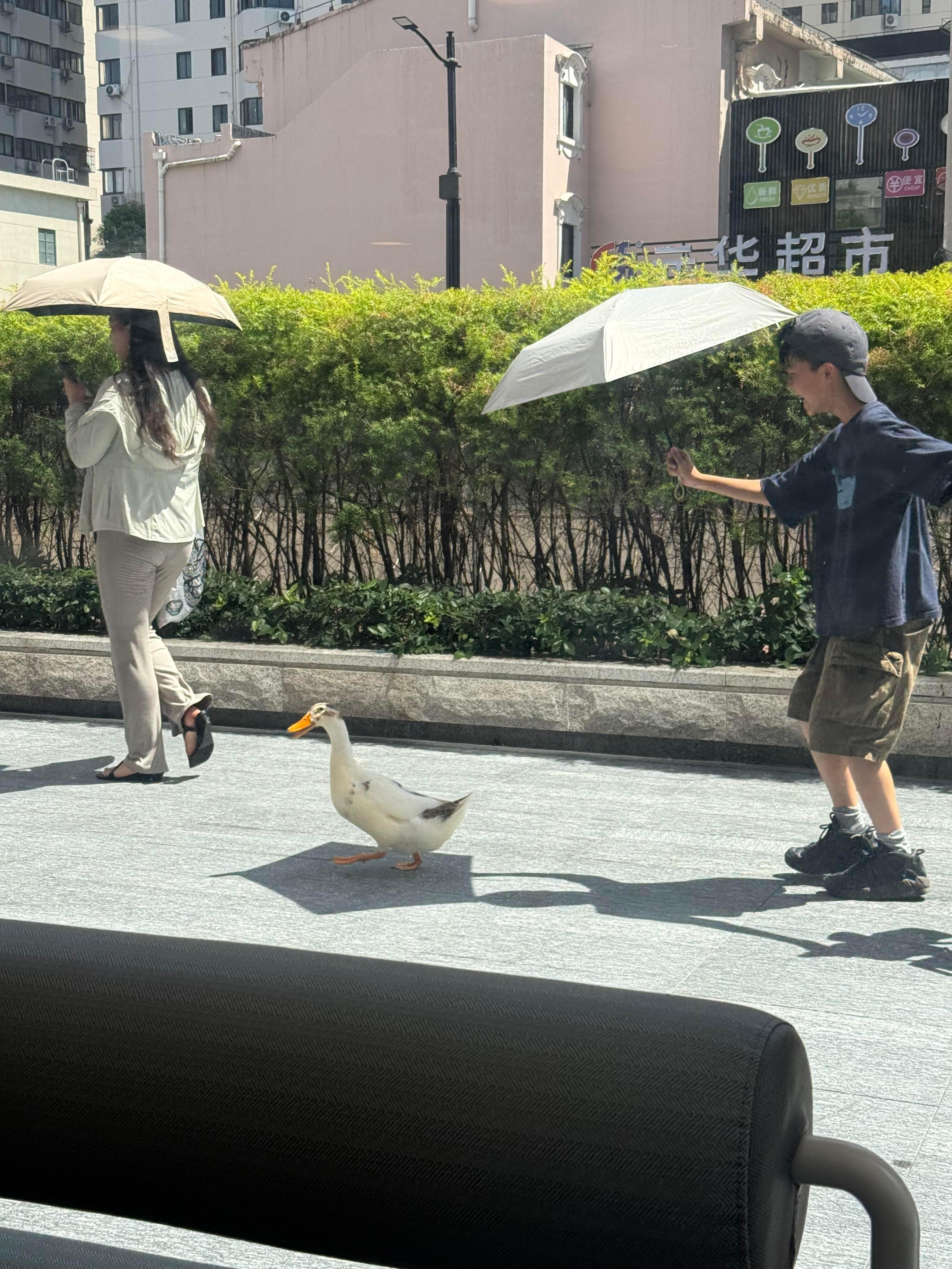 鸭子换别人就是另一种生活了我的精神状态凉好我的幽默灵感片场 ​​​