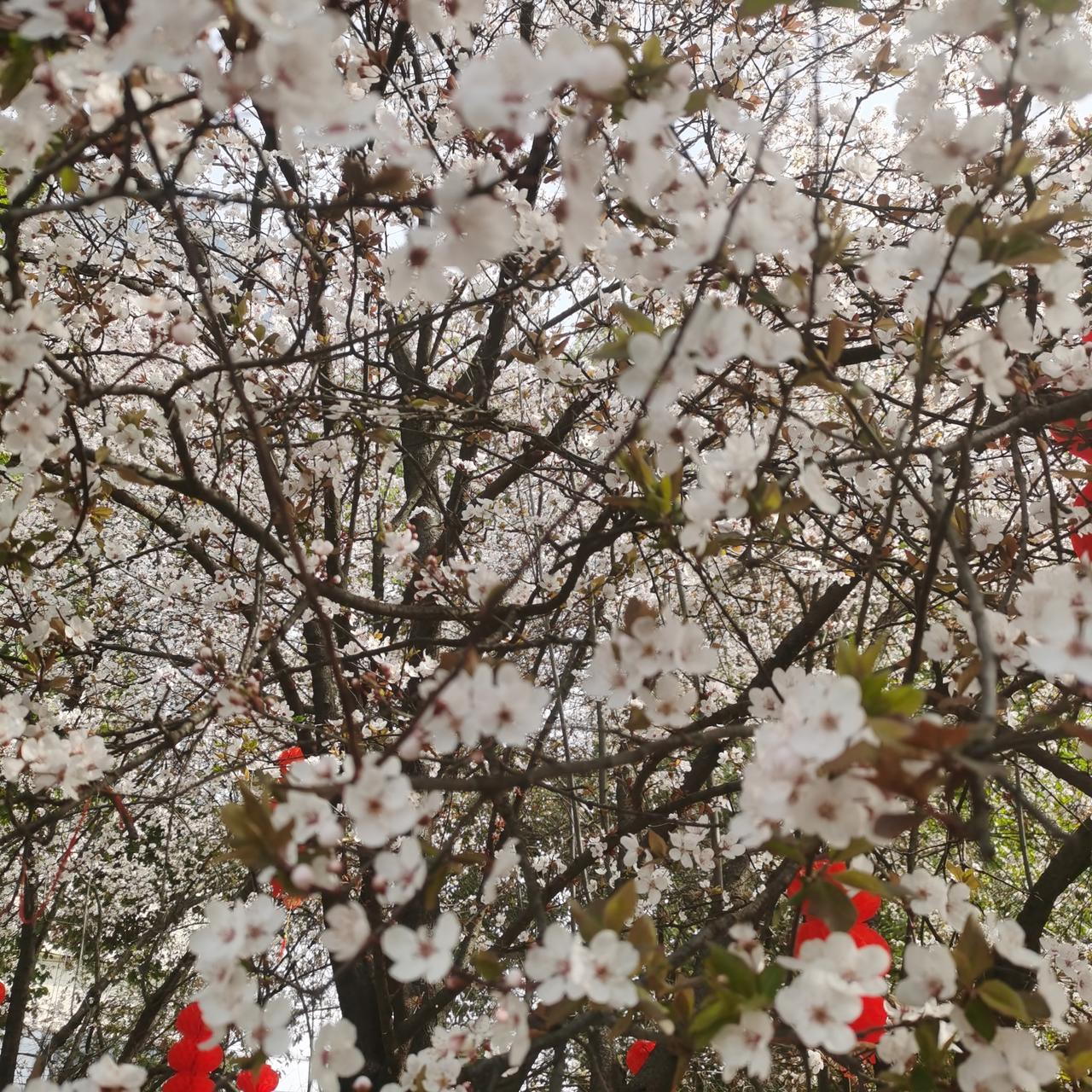 新年爱好打卡团圆过完，春暖花开，出发赚钱啦