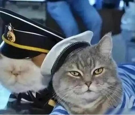 航母上为什么要养猫？是为了抓老鼠？那你就错了，现在航母上的猫可不是为了抓老鼠，而