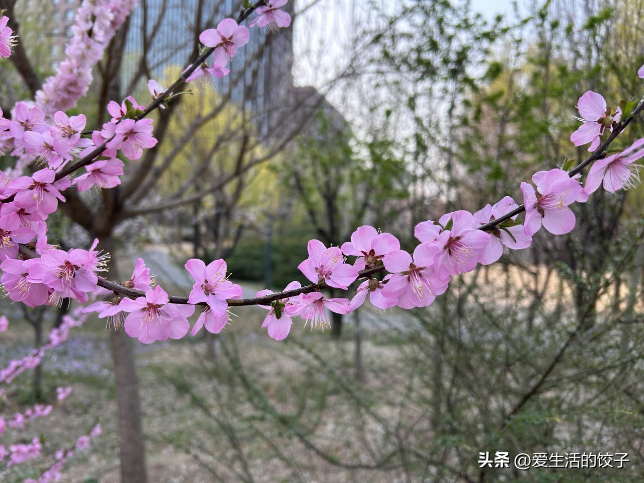 血脂报告重点看什么?
看血脂报告重点看三项：总胆固醇、甘油三酯、低密度脂蛋白胆固