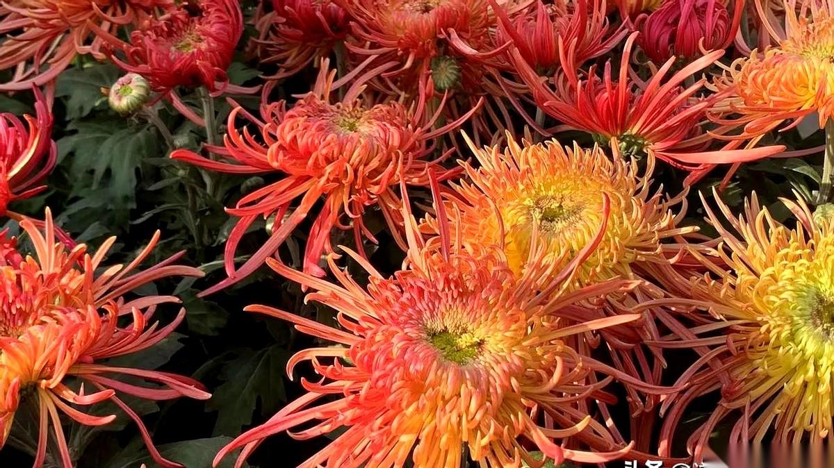 我跟你讲个事儿，你可能都不信。
同样657分，江浙这边的家长，宁可让孩子去上海读