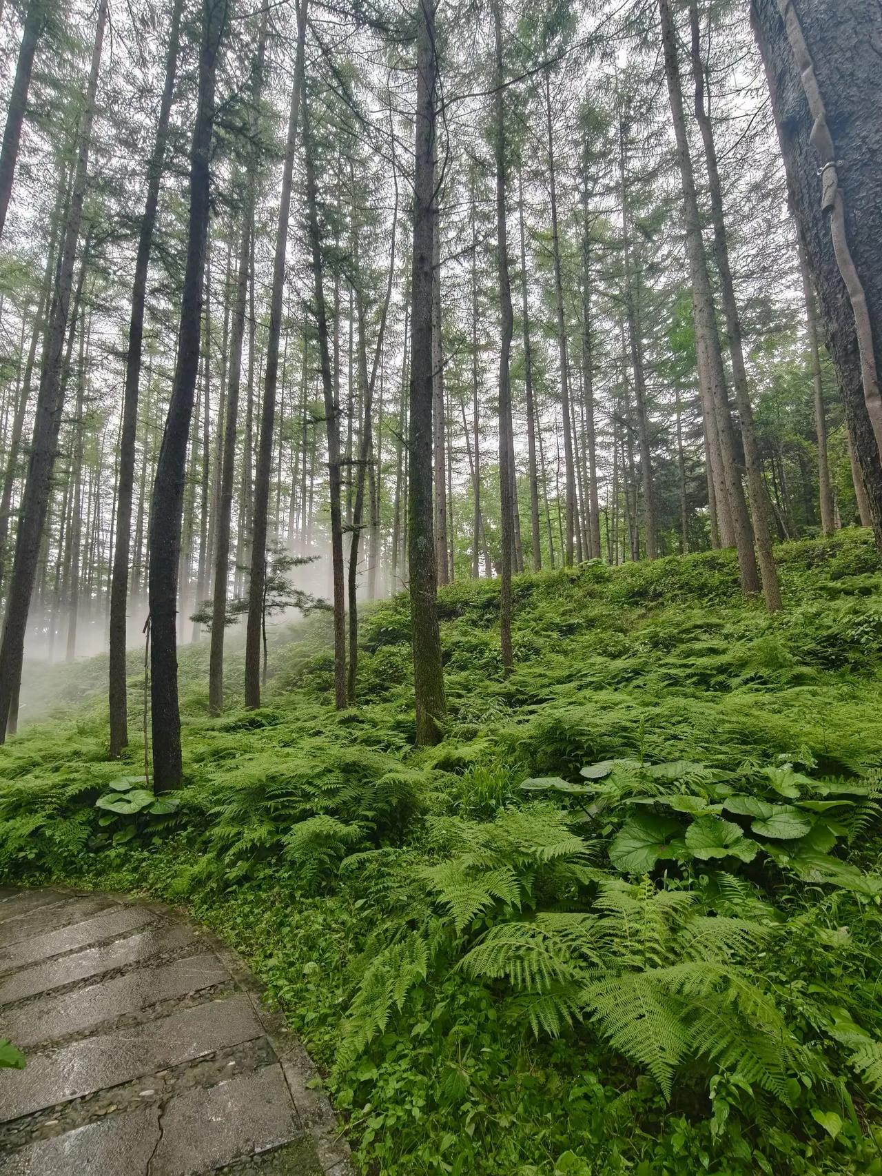 夏日生活打卡季雾漫幽深山林，草木郁郁葱葱，花间彩蝶起舞，山中偶遇西游仙魔团，感受