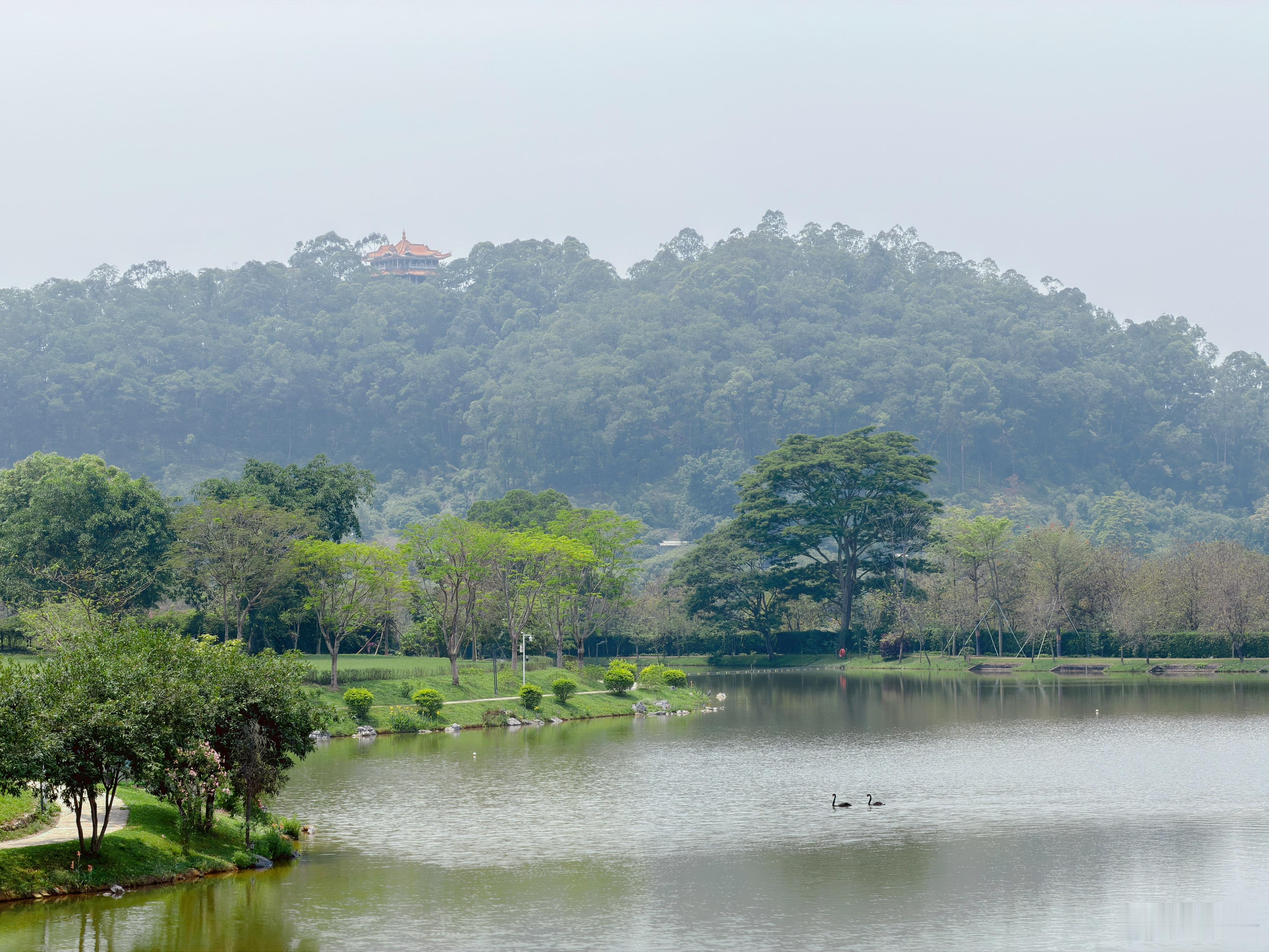 最近忙晕了，终于吃上心心念念的莞式早茶。眼前这好风景，白捡的情绪价值，太舒服了~