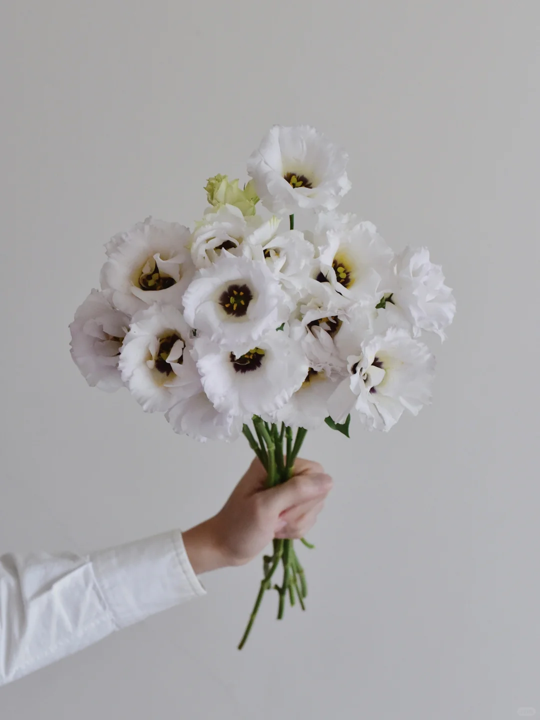 马牌洋桔梗·赫本