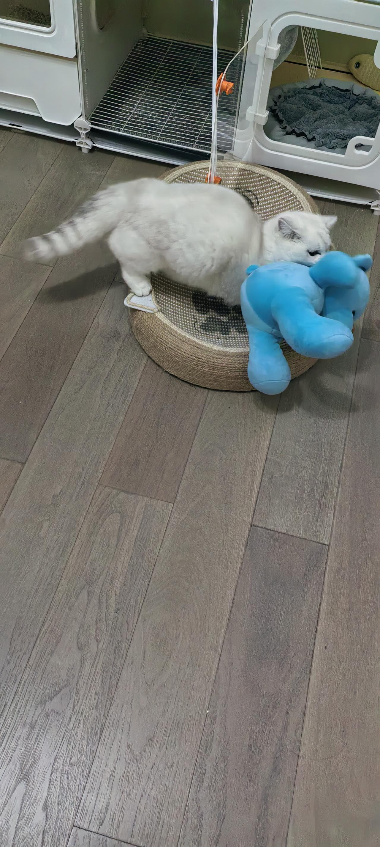 分享一张最可爱的猫咪照片
午后的阳光透过窗纱，慵懒地洒在地板上，空气里漂浮着细微