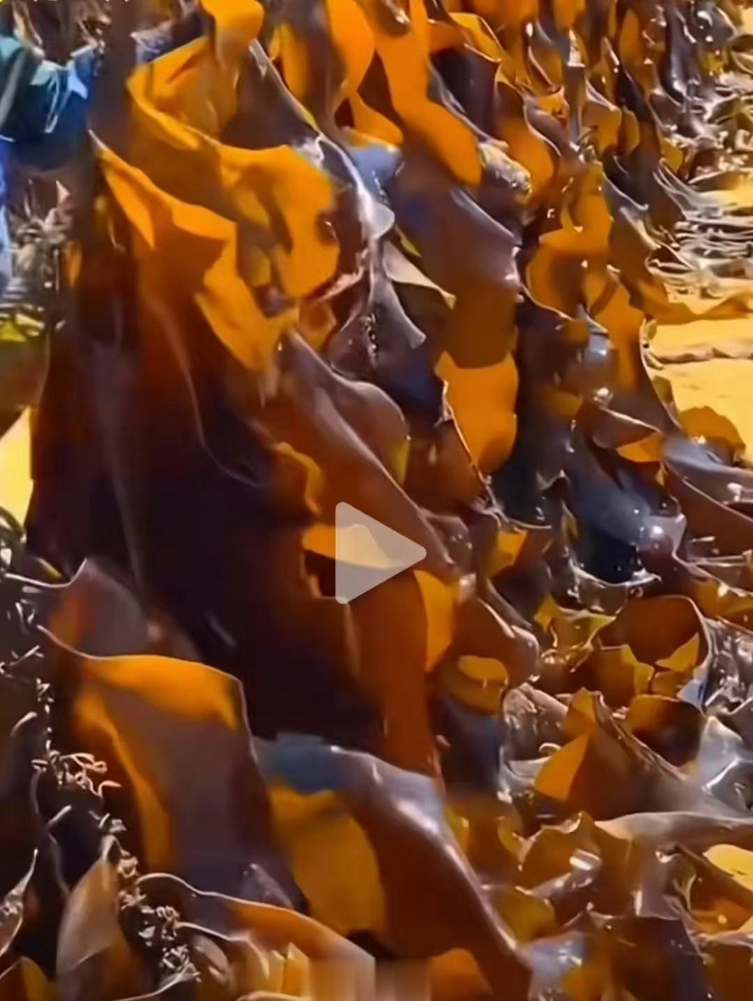 #胡锡进 中国渔民和沿海养殖户很无辜#日本核污水排放事件，引发了人们对海产品安全