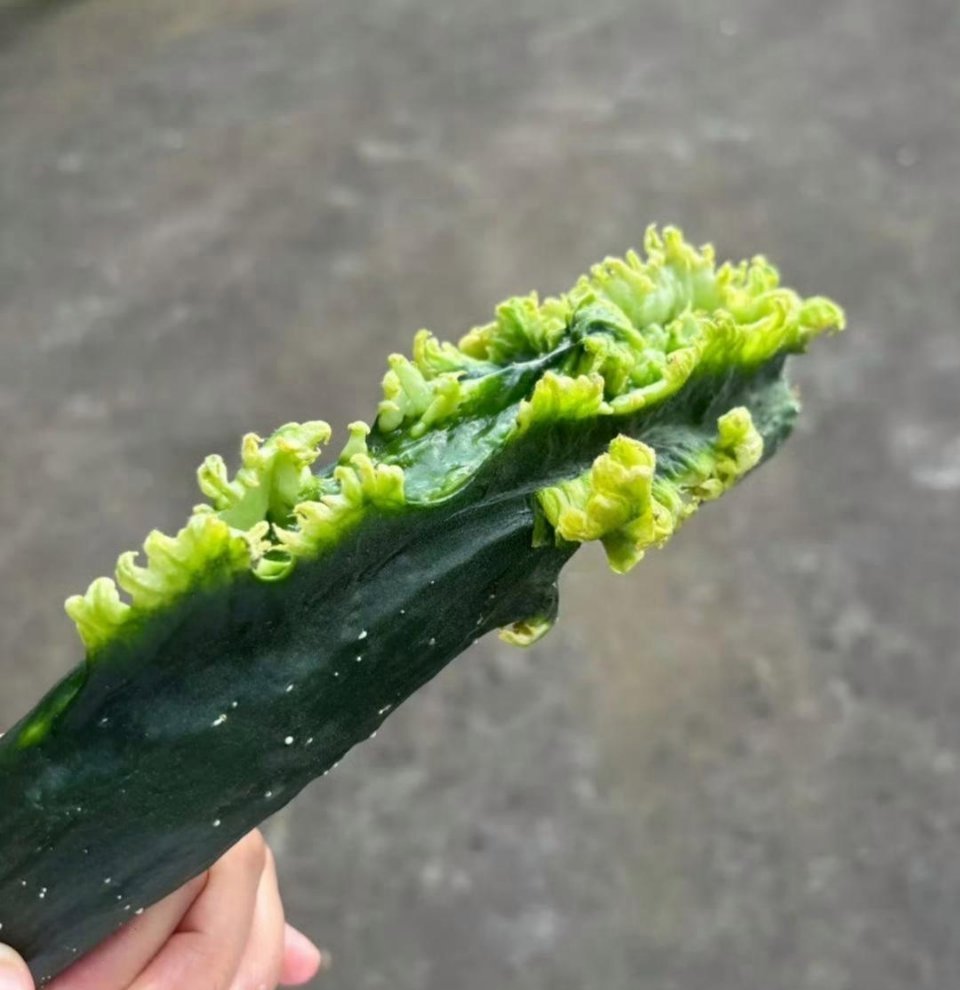 这黄瓜怎么长这个样 