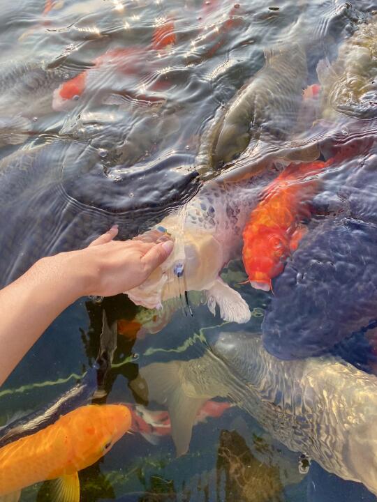 摸摸锦鲤头～