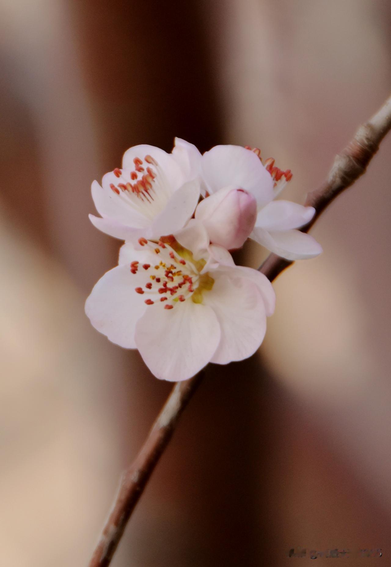 一夜春风来，桃花次递开。昨天的花蕾，今日的花朵。公园随手拍山桃花。