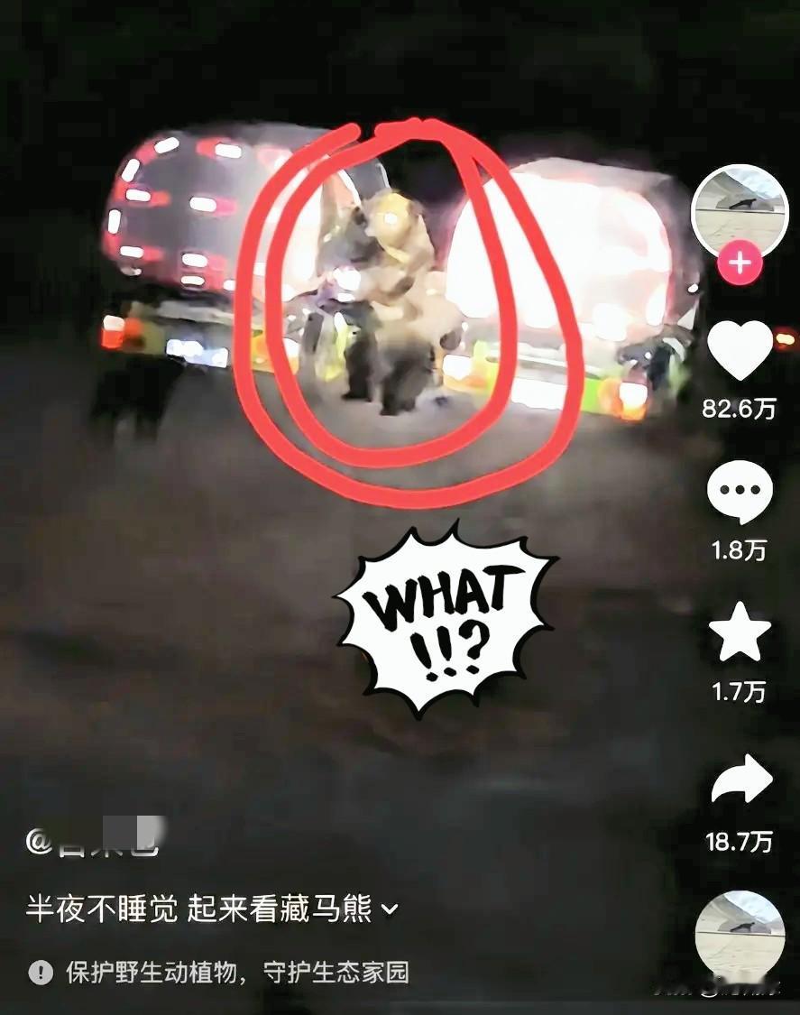刚看到个离谱事，
直接把人类那点可笑的优越感撕得粉碎。有人在西藏住酒店一楼，半夜