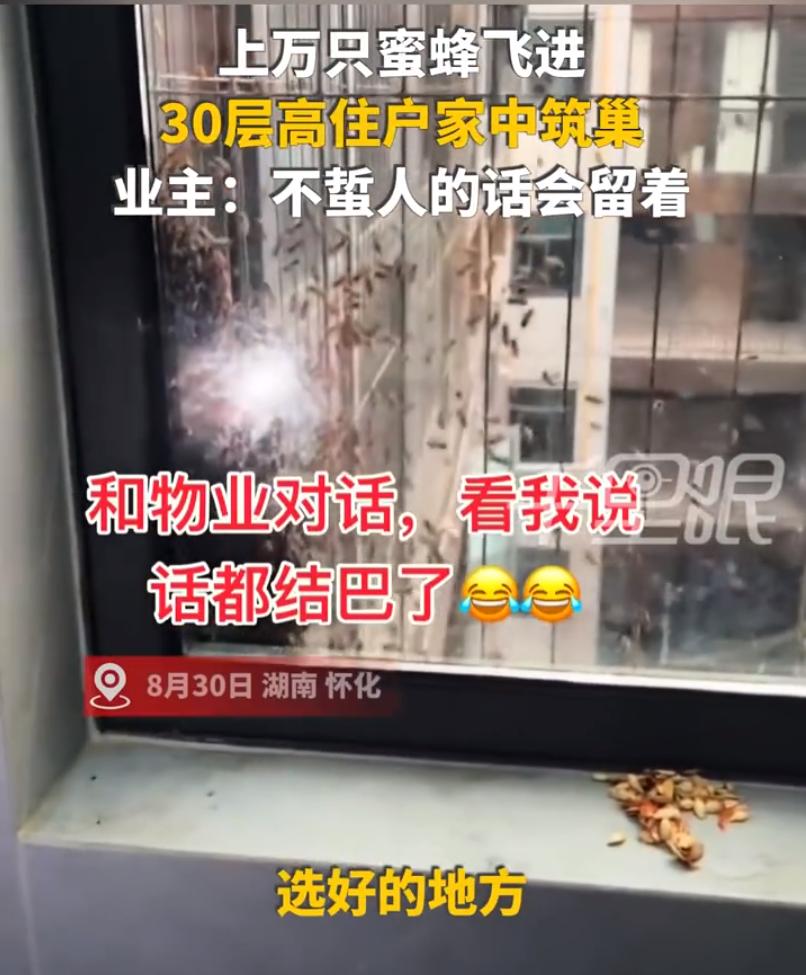 蜂王来了！不知什么原因，蜂王来到了林女士家中，那状况足以让人心惊胆战的！
前不久