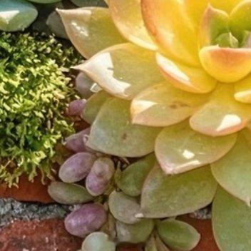 多肉植物的种植方法:一、土壤选择：多肉植物喜欢疏松、排水良好的土壤，可以选择多肉