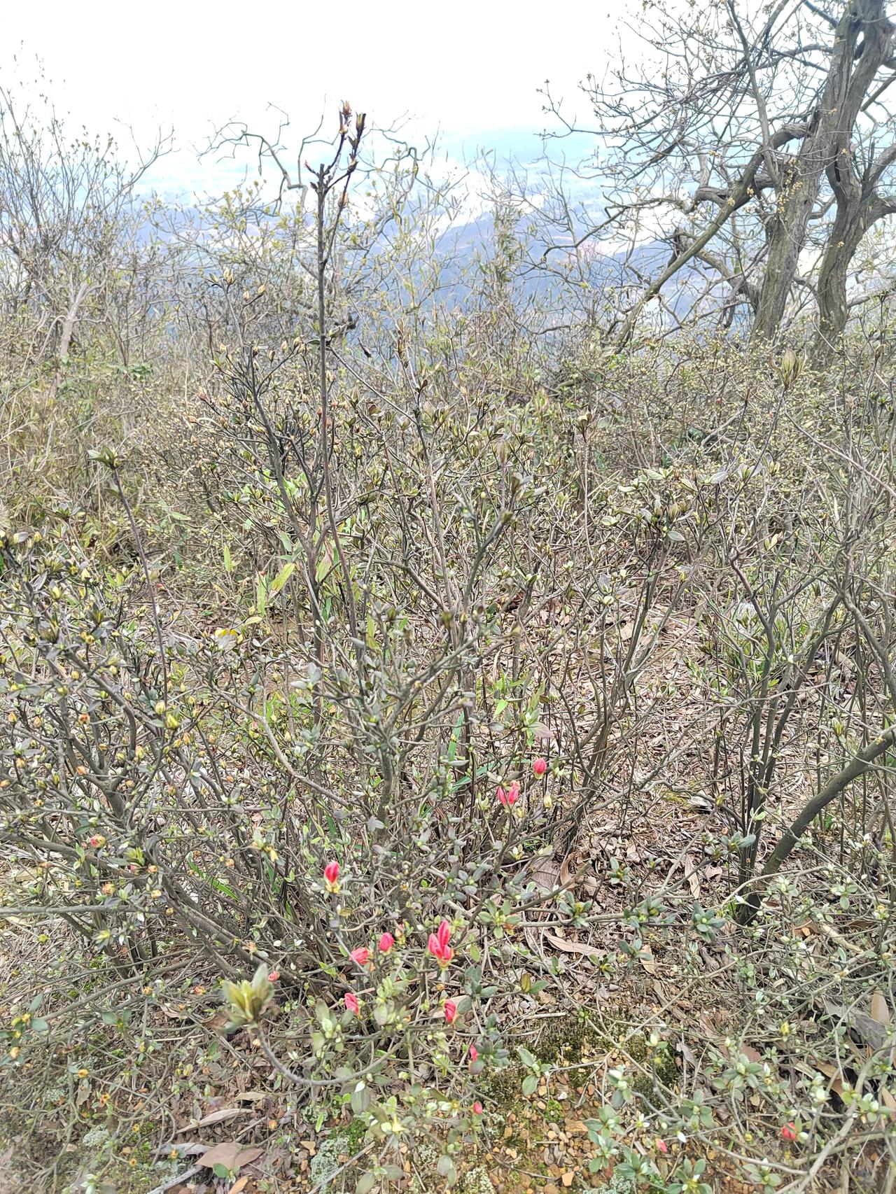 第一次爬丰城株山，第一次发现映山红的开放是由白至红。