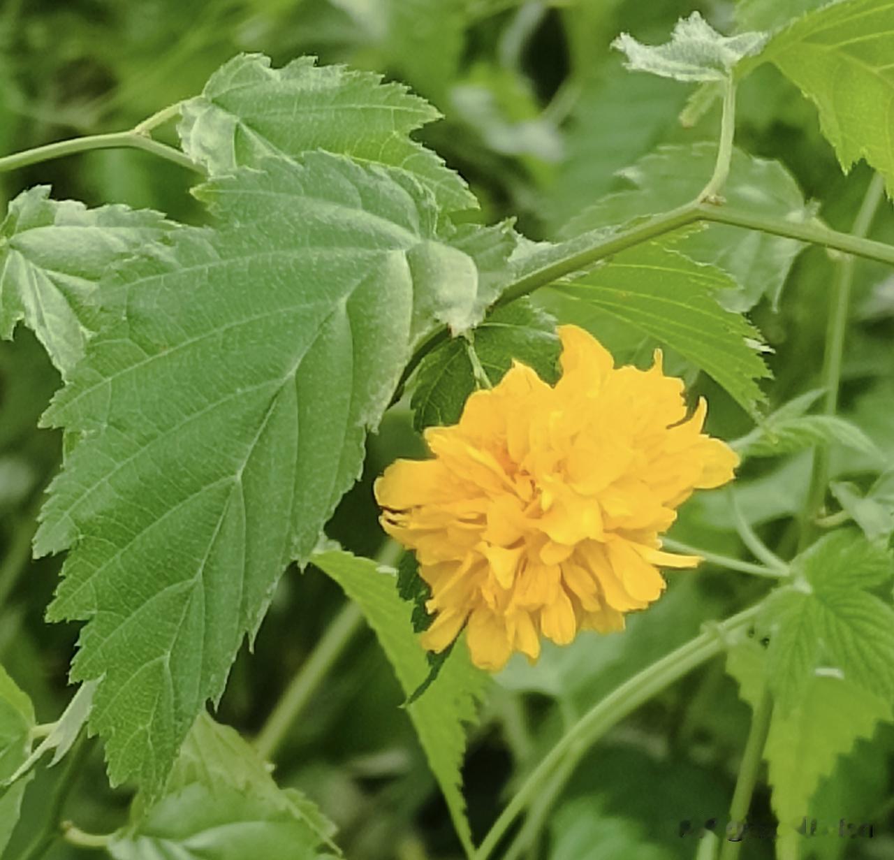 重瓣棣棠花
——宛如一个个精致的小绒球。
※重瓣棣棠花（学名：Kerriajap