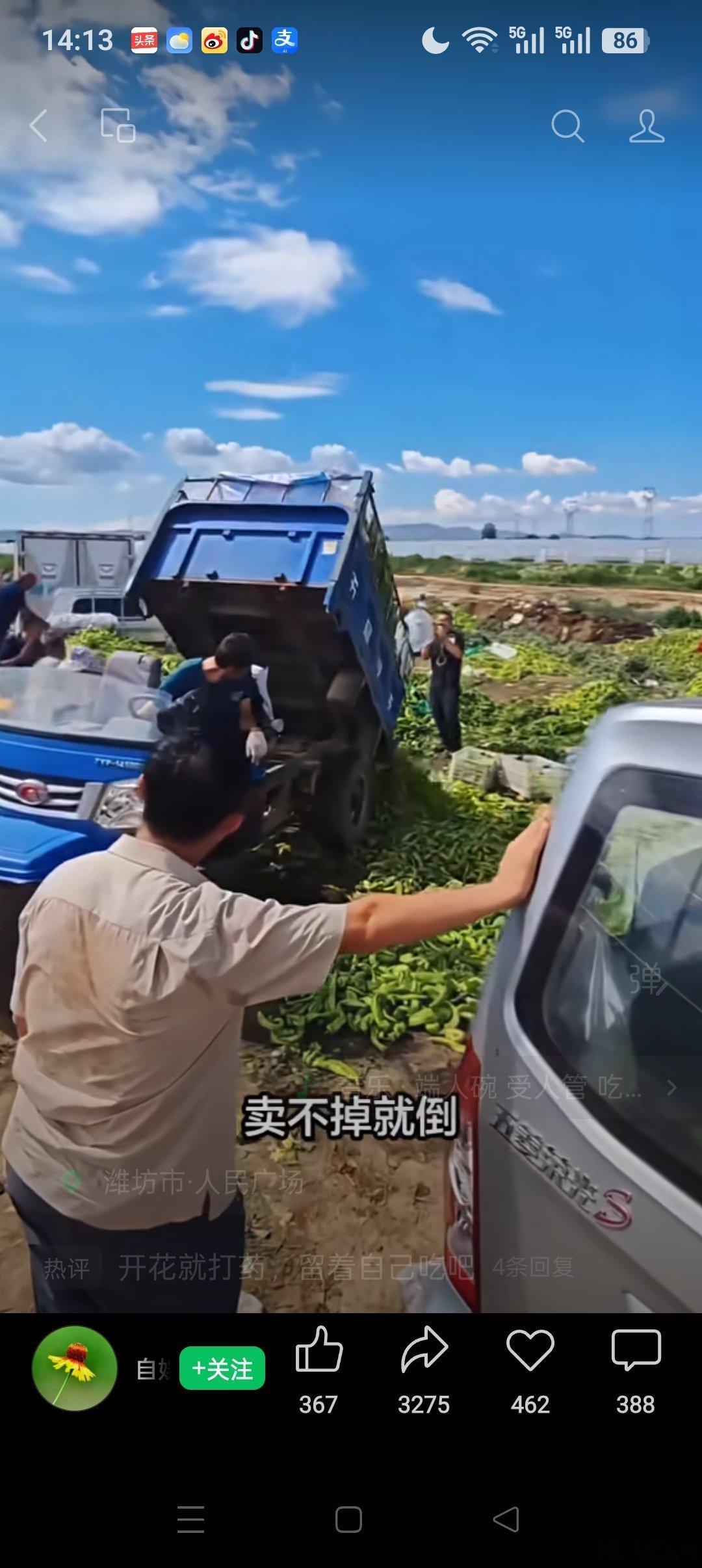 农夫辛苦种辣椒，丰收居然无人要。倾倒如山太可惜，何不待红再直销？ ​​​