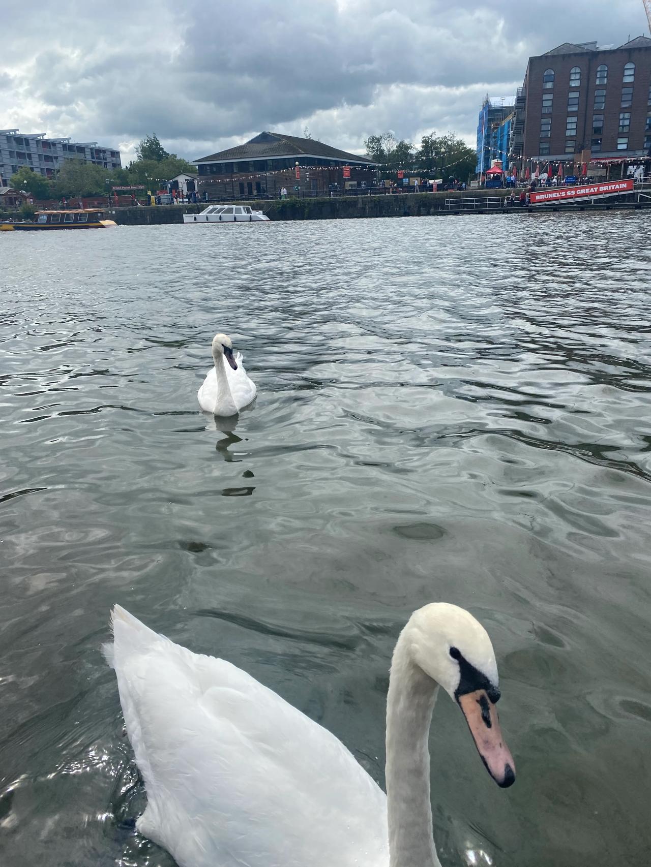 布里斯托河边的天鹅。