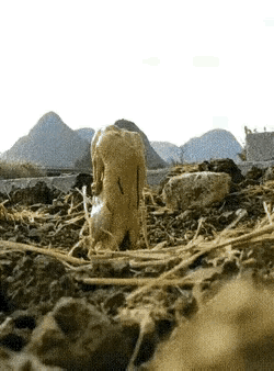 有一说一，我觉得这个不大可能。