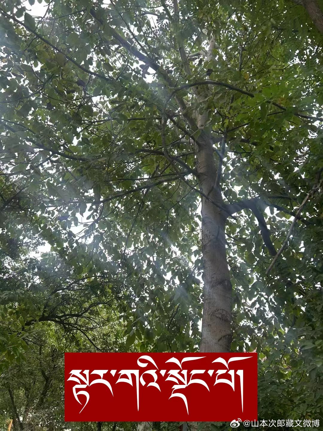 ༄༅། །གངས་ཅན་ས་མཐོའི་སྐྱེ་དངོས་རིགས་ཀྱི་ཕ