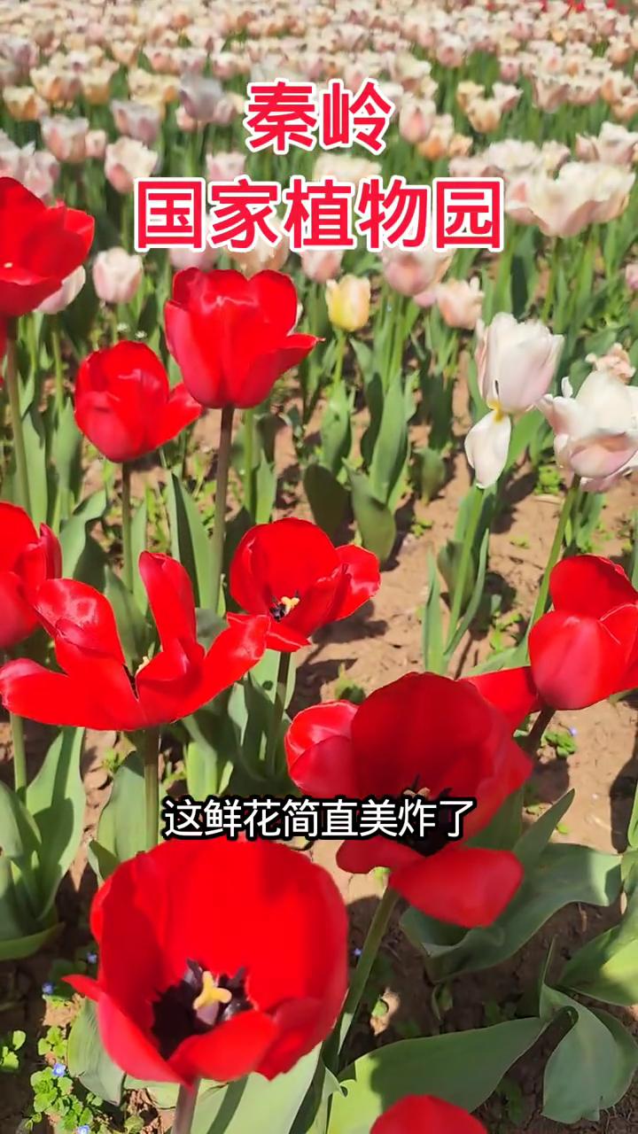 国家植物园。
这鲜花简直美炸了，你知道在什么地方吗？我来告诉你，这个地方就在西安