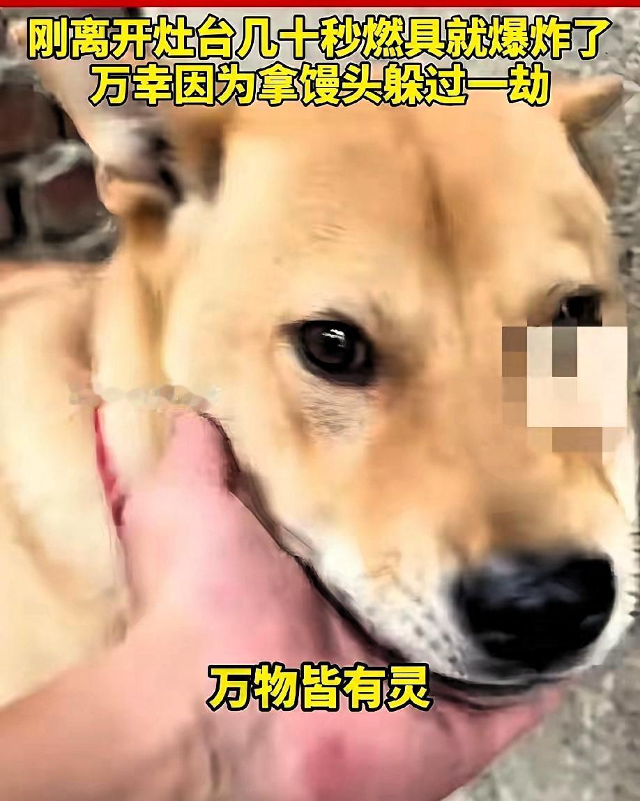 6 月 19 日，山东一男子在家煮粽子时，家里的大黄狗突然狂叫不止，主人以为是大