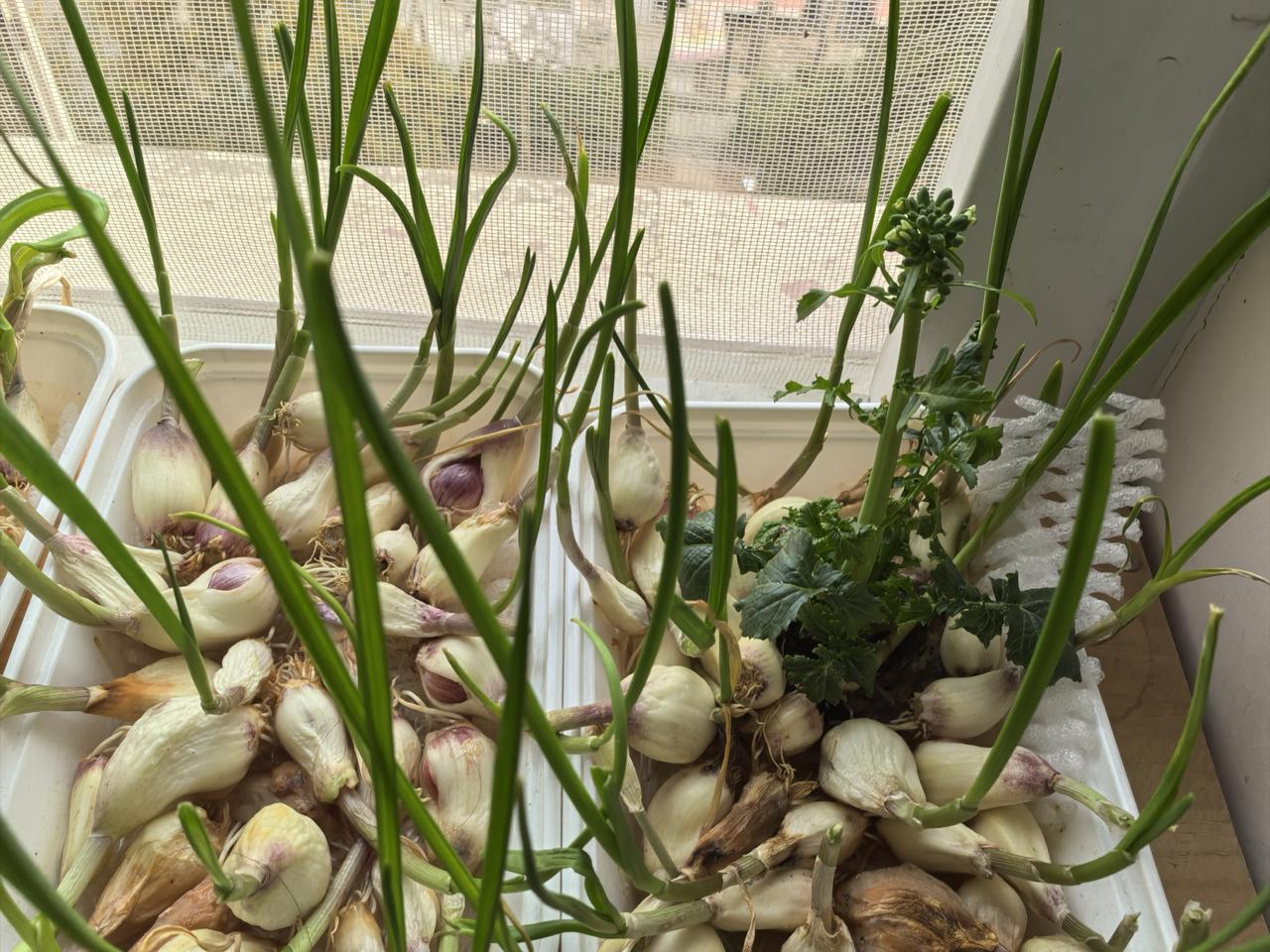 我在窗台种的蒜苗，还有切下来的萝卜头要开花了，完全就是倒点自来水那种，蒜瓣有烂的