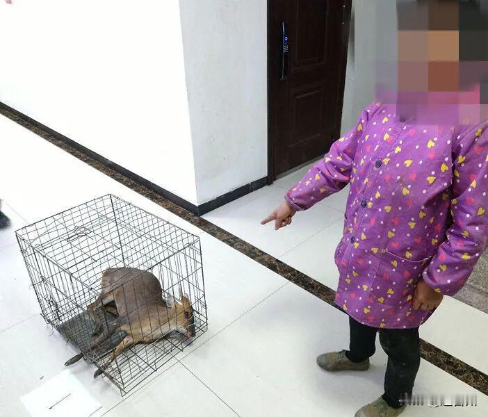 这也敢抓！非法猎捕保护动物，台州一人被刑拘。

4月14日，黄岩头陀派出所破获一