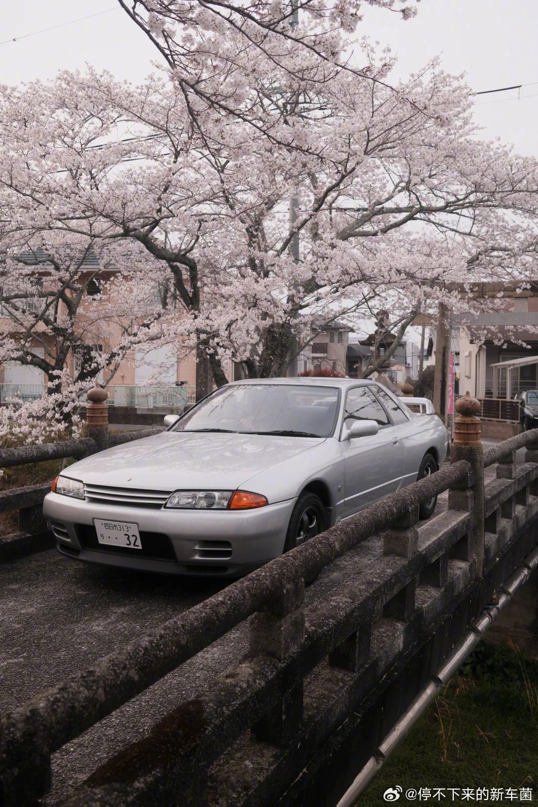 又到樱花季，樱花树下的TA们 