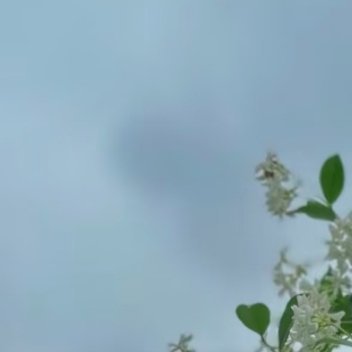 络石藤（万字茉莉）:1. 栽培方式：园土+腐叶土+粗沙，普通疏松土即可；木质爬藤