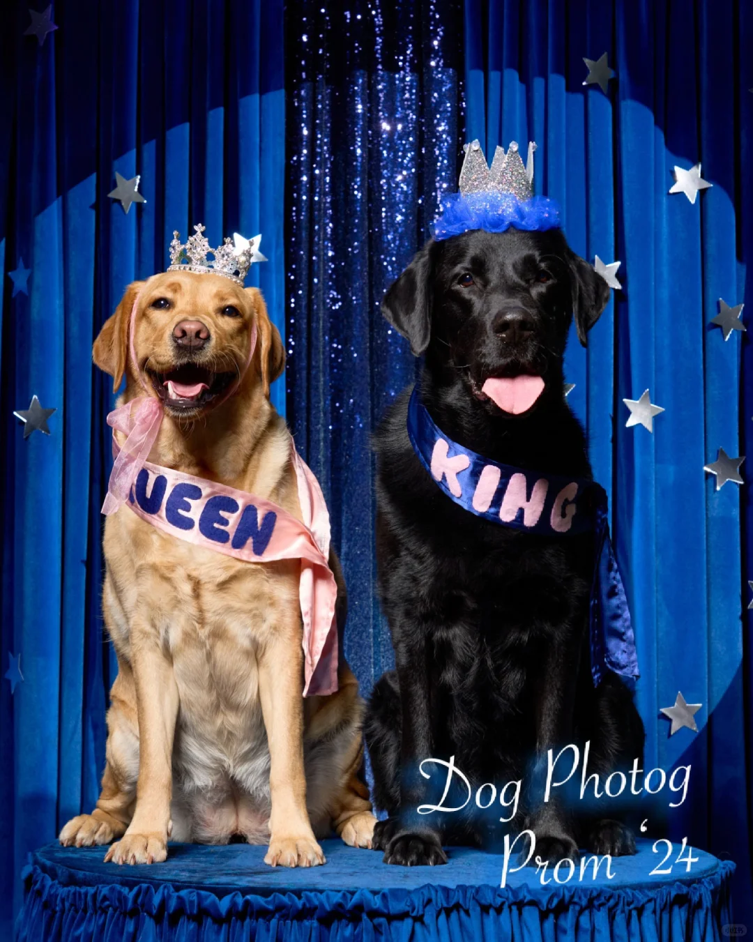 参加了一场小狗舞会 📸