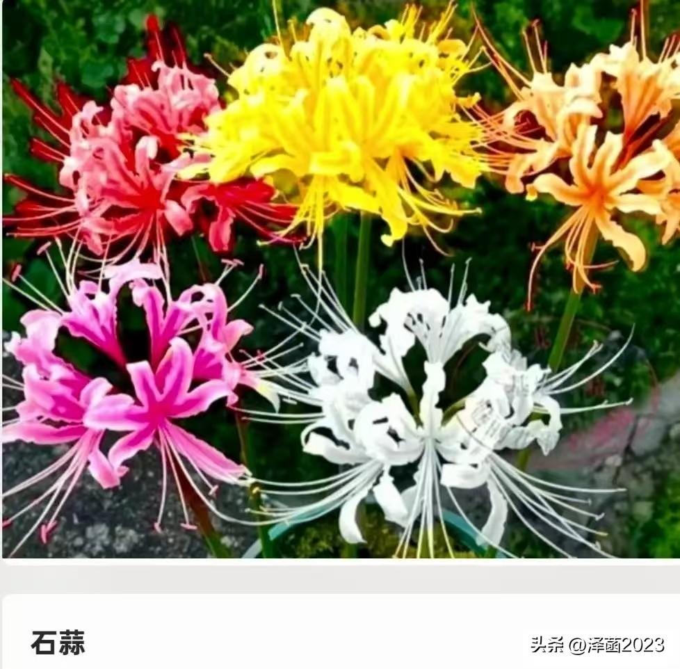 这通常指的是‌彼岸花‌，学名‌石蒜‌。它的特点是花开时没有叶子，叶子长出来时花已