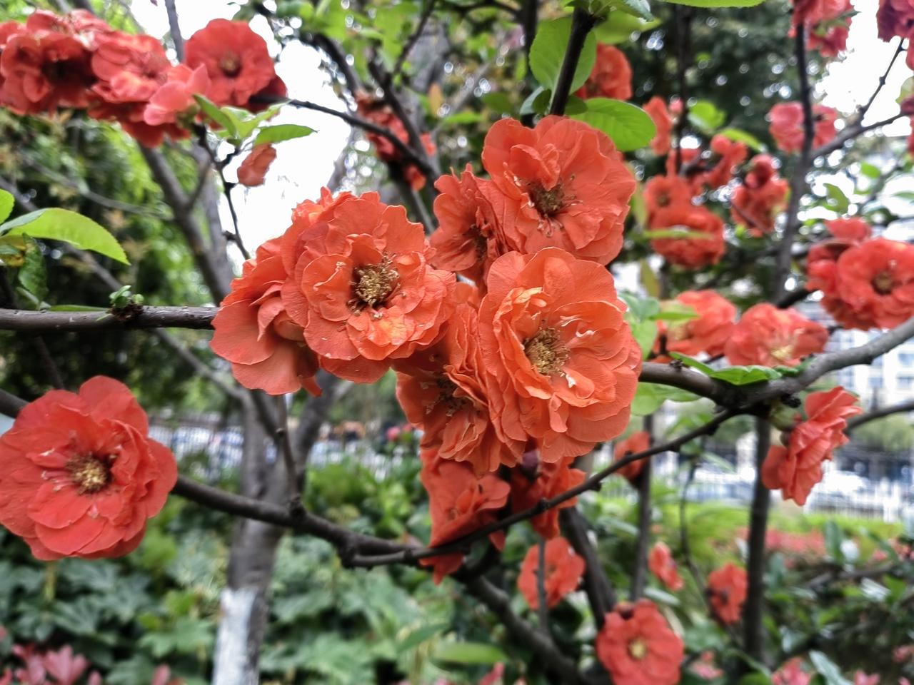 这几年，我居住的垫江县城，挺重视绿化建设，在珍贵的土地上，腾出地来，搞绿化建设，
