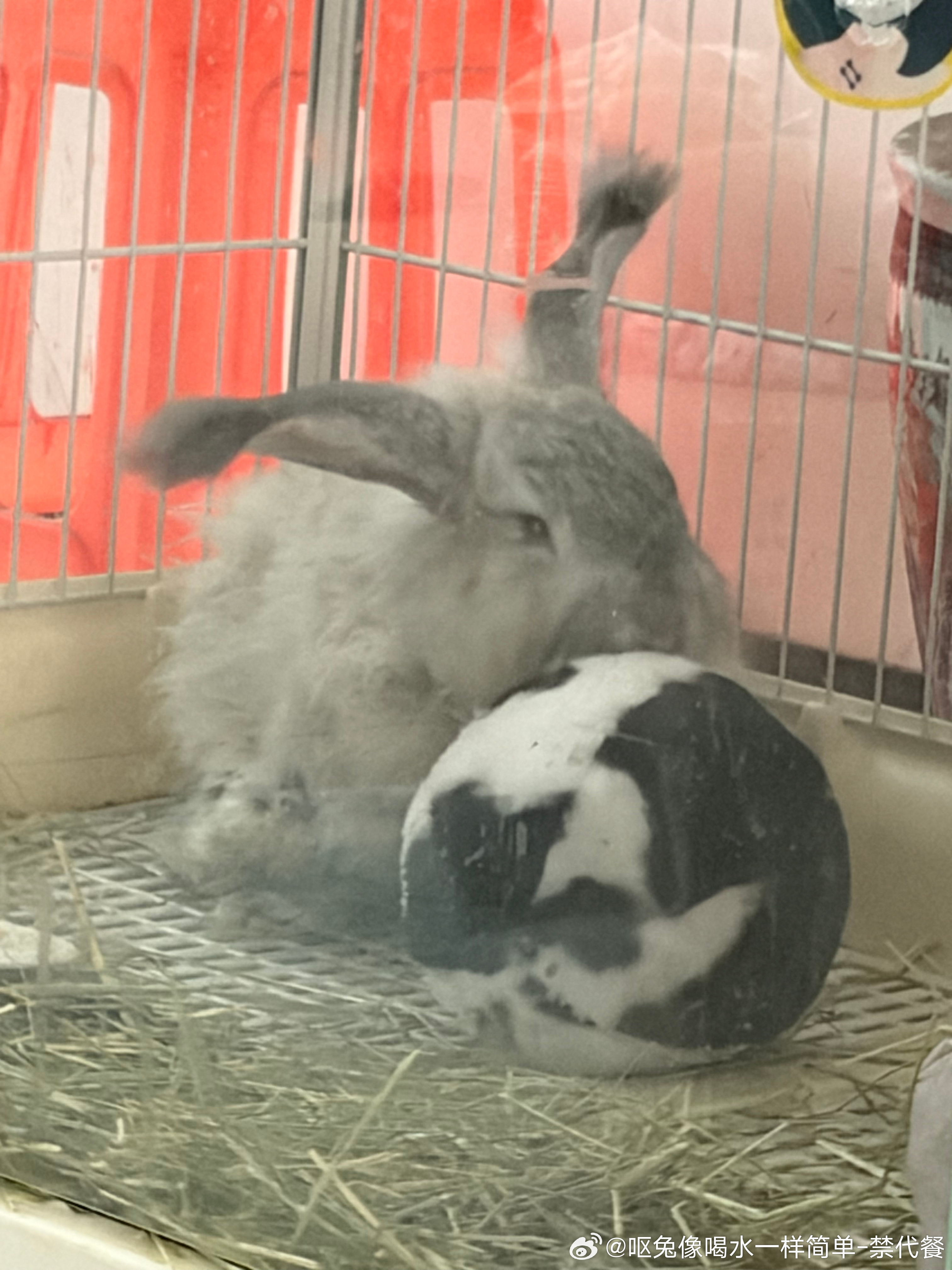 13739🐇【】破崩了，今天终于被窝拍到了！人发现旺财每天都在给兔球舔毛，人从