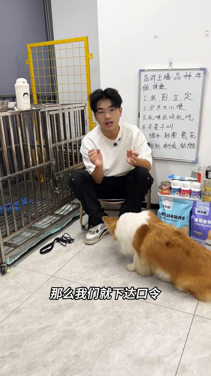 这一期讲小狗的击掌训练。
·准备好一个零食肉干，给狗狗掰碎一点，先吃一块是比较好