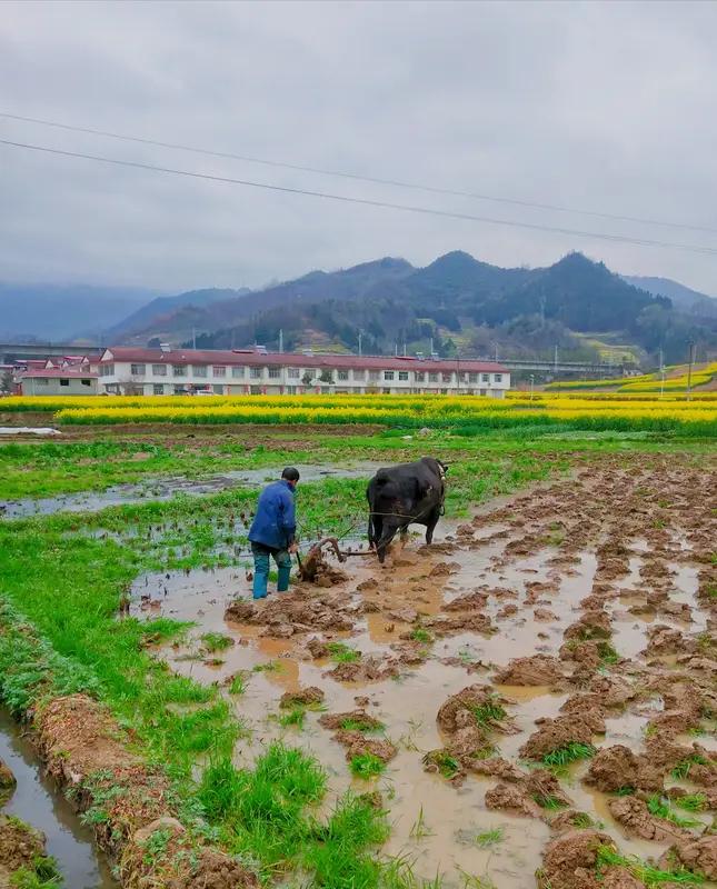 馨漪婉风的这首《七绝•一方沃土》真是绝妙至极！“细雨多情润好田”，仅这一句，便将