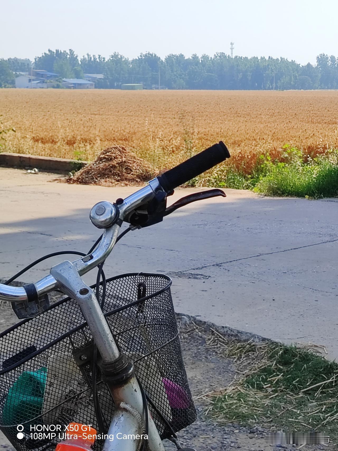 金黄色的小麦，已经完全成熟，就等收获了
