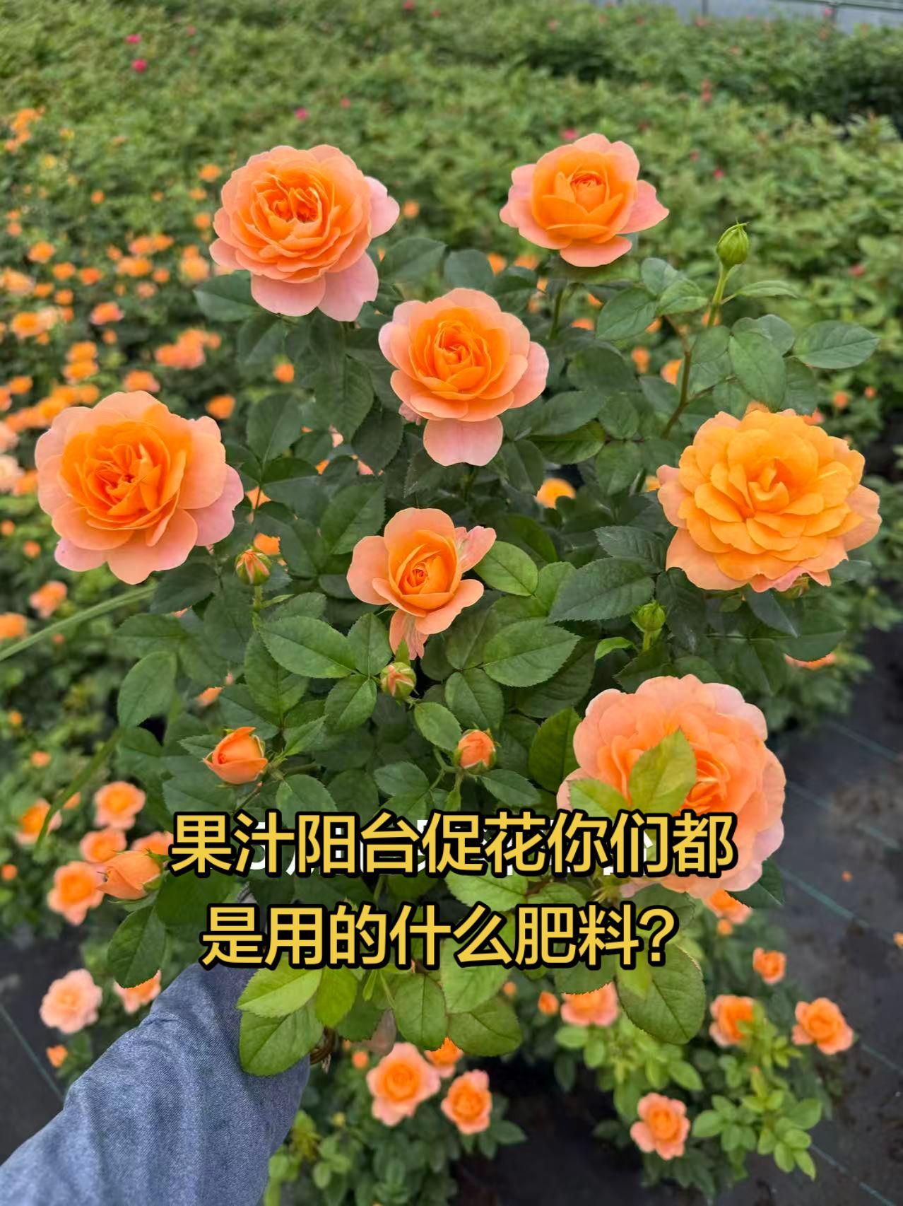 果汁阳台促花你们都是用的什么肥料？果汁阳台促花你们都是用的什么肥料？    真实