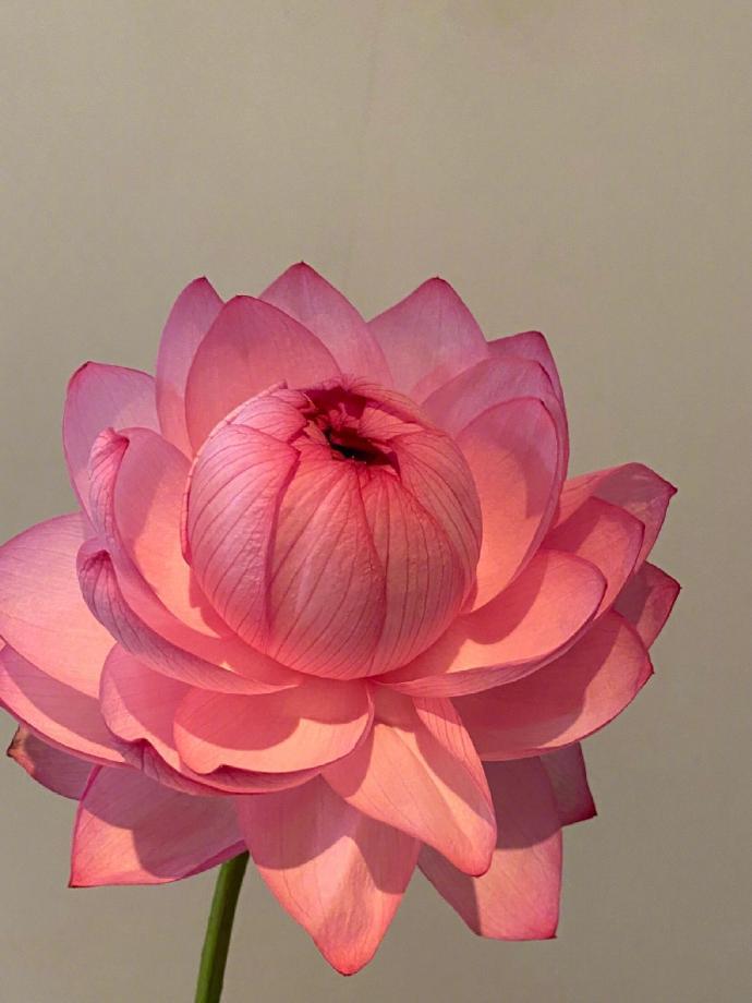 秒转后  好运莲莲 