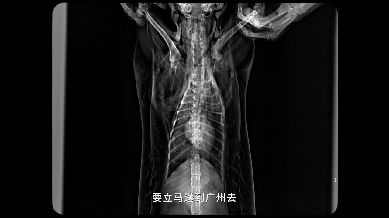 小动物也有救护车总有人为毛孩子先出发 愿每位毛孩子都被及时救助~ 娱乐