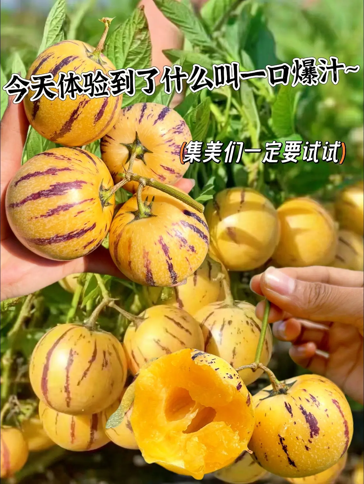 原来人参果不是因为长得像人参才叫人参果，而是它的营养价值被叫做水果中的...
