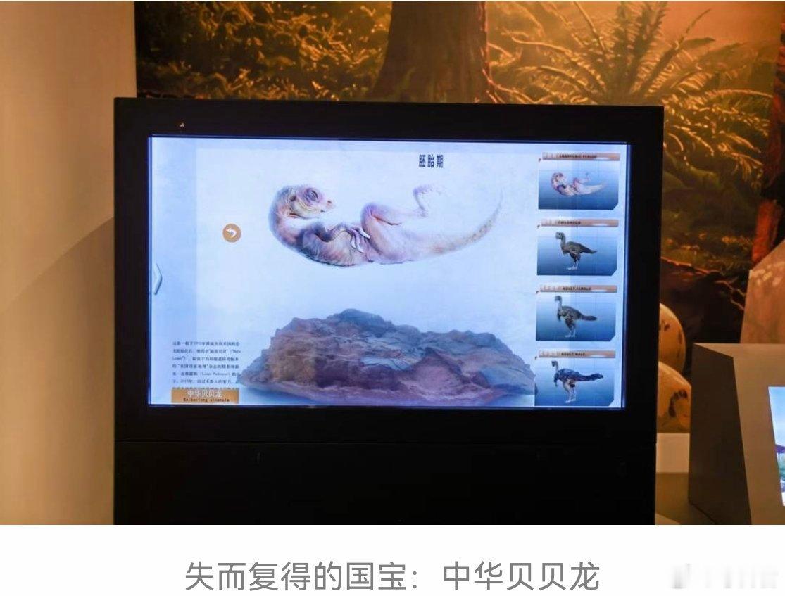 白垩纪的回响特展和文物碰个面博物馆发光计划  成都自然博物馆（成都理工大学博物馆