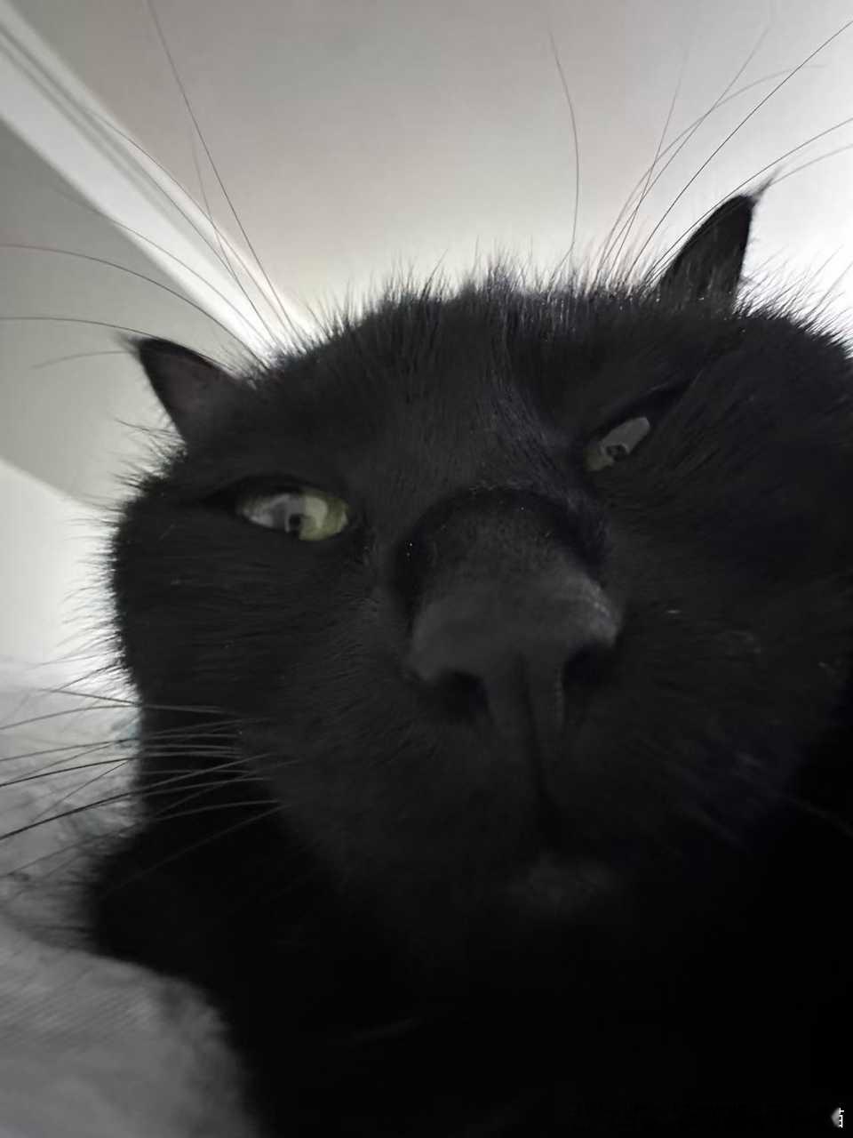 49864【丑猫】小丽小丽我刚喝了一斤多酒… 