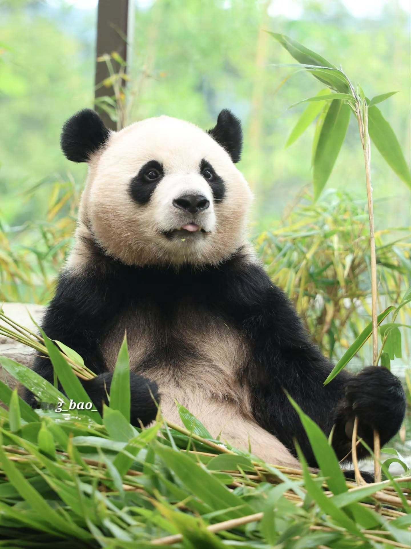 大熊猫睿宝辉宝[超话]  cr:liang_bao总是抢着吃嫩芽的嫩芽小精灵辉小