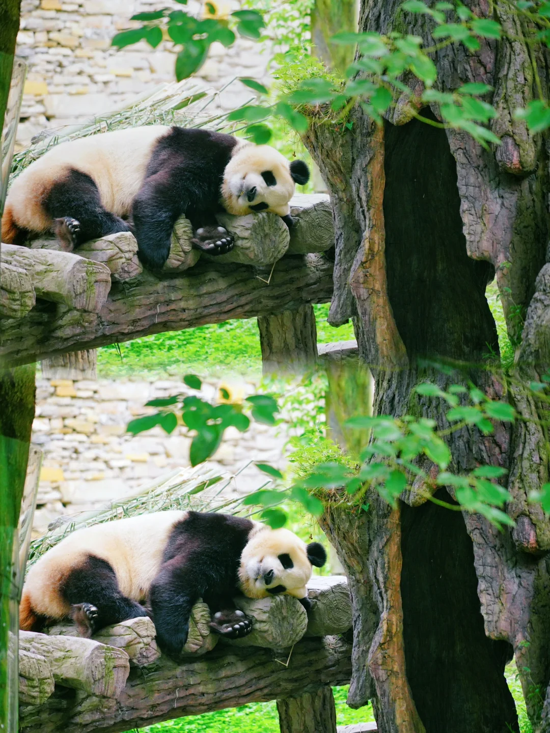 成都太热！来神树坪避暑看福宝啦！侧颜超乖🐼
